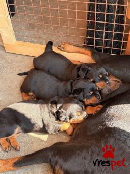 Ράτσα: Ροτβάϊλερ - Rottweiler | Ηλικία: 3 μηνών | Φύλο: Αρσενικό | Αρ. Microchip: 985113009877799 | Ιδιώτης | Εκπαιδευμένο | Pedigree | Περιοχή: Αθήνα, Αττική